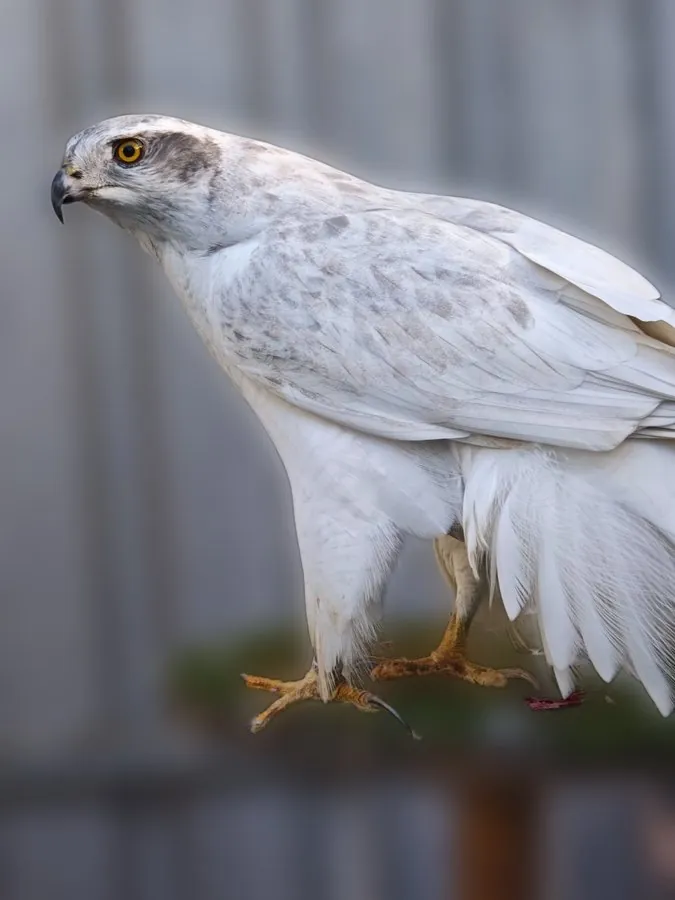 Northern goshawk at Noctualia, side view