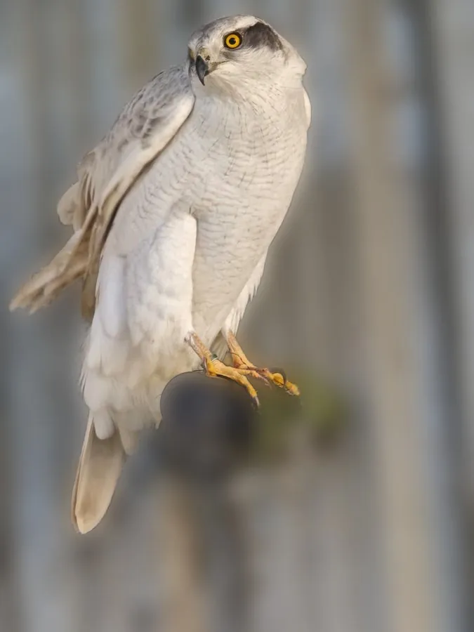 Northern goshawk at Noctualia, perched