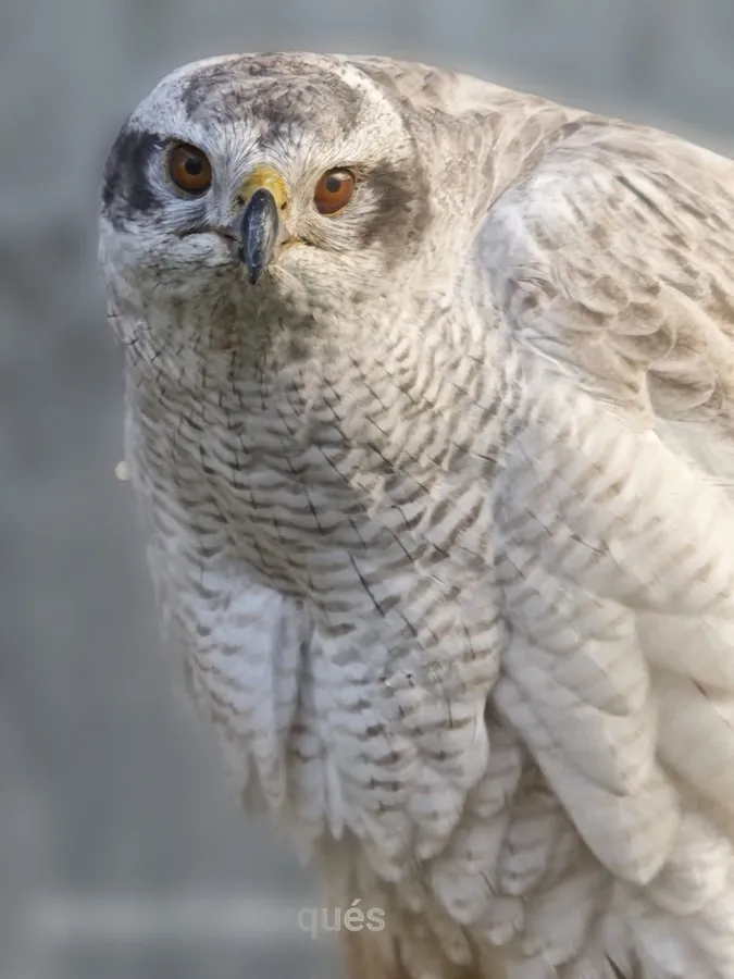 Northern goshawk at Noctualia, portrait