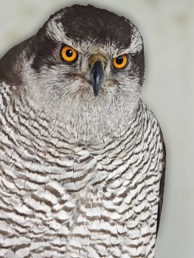Azor común (Accipiter gentilis)