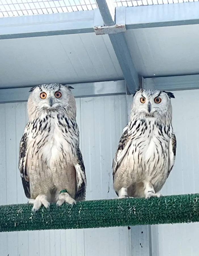 Búho real euroasiático (Bubo bubo)