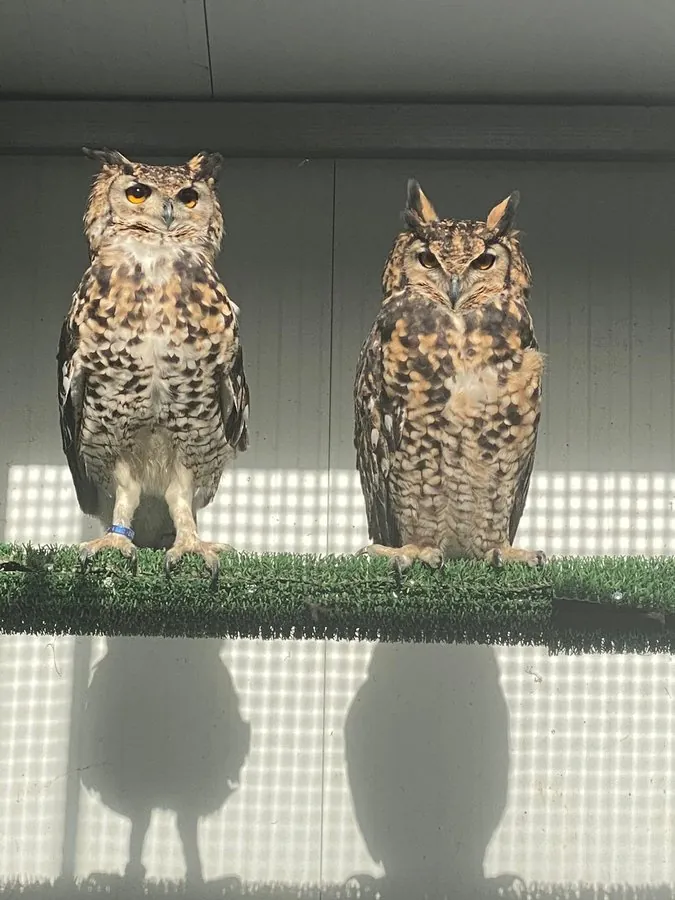 Búho del Cabo (Bubo capensis)