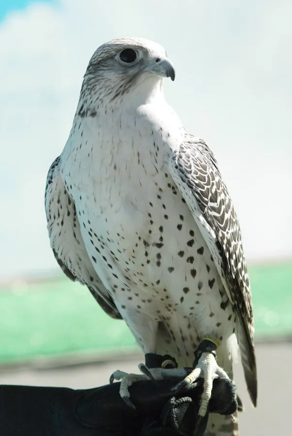 Halcón peregrino (Falco peregrinus)