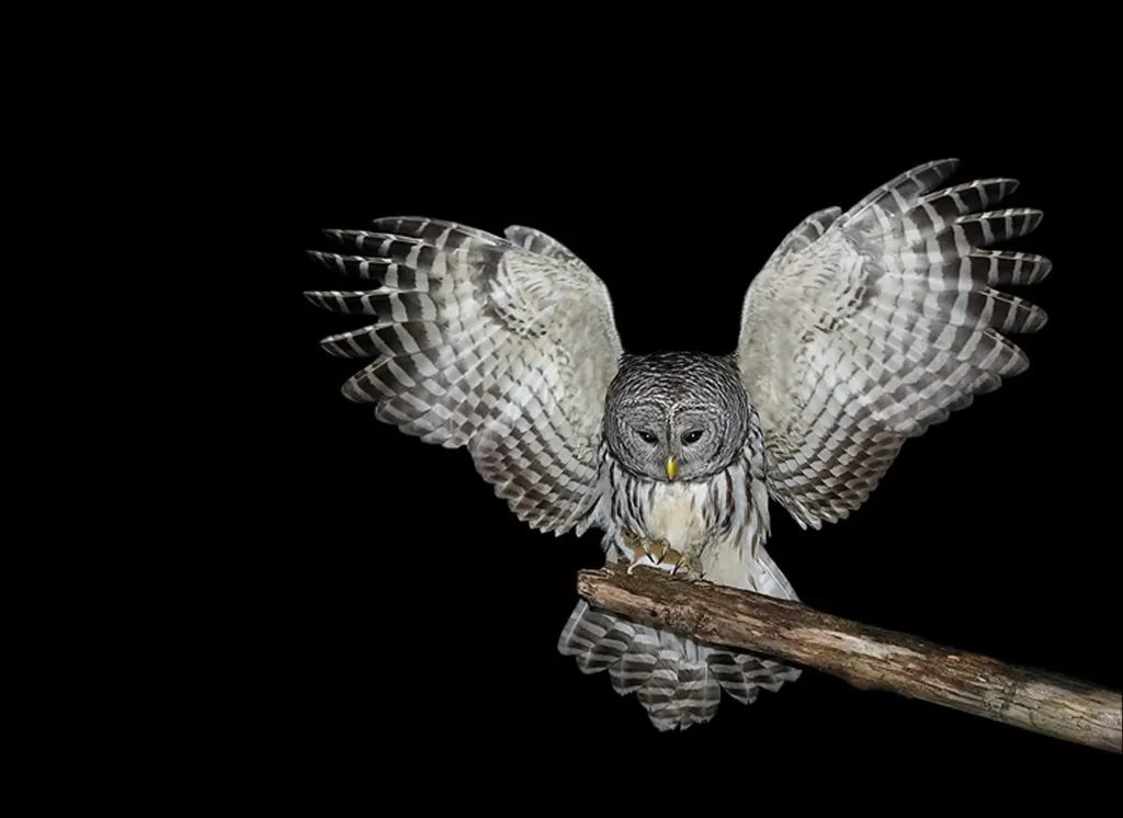 Cárabo café (Strix virgata)